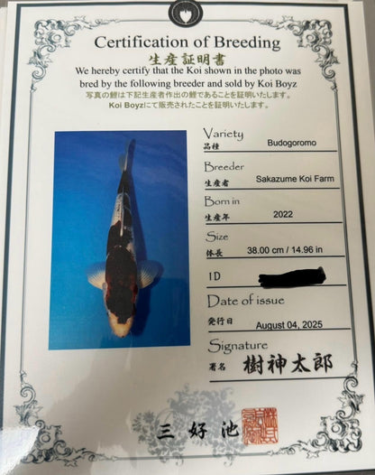 16 Inch Budo goromo Japanese Import Koi