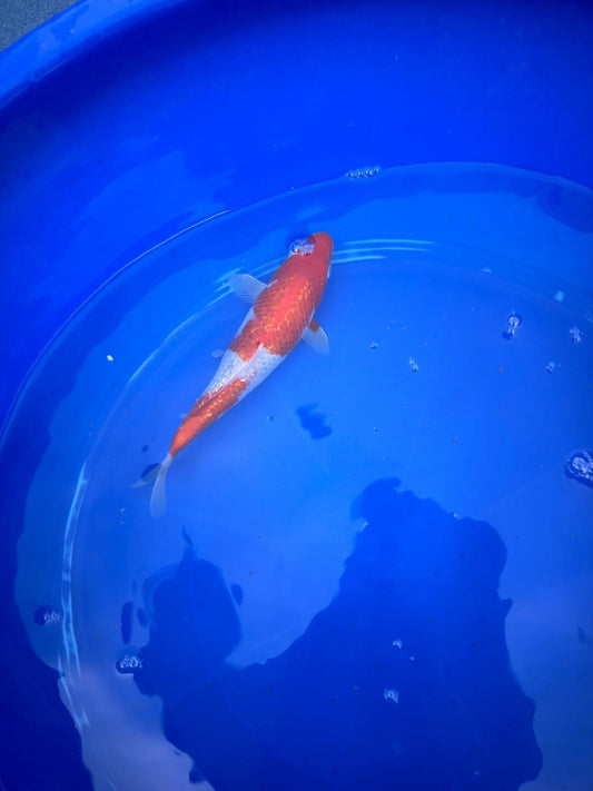 Japanese Ginrin Kohaku 9" Koi