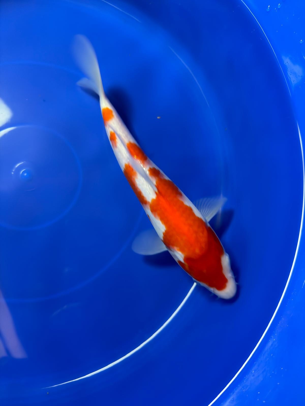 9" Kohaku Japanese Imported (Hand Picked)