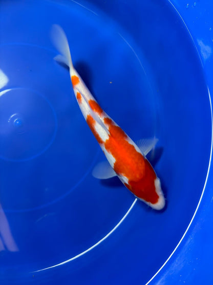 9" Kohaku Japanese Imported (Hand Picked)