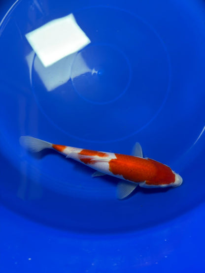 9"  Kohaku Japanese Import Koi (Hand Picked) T1