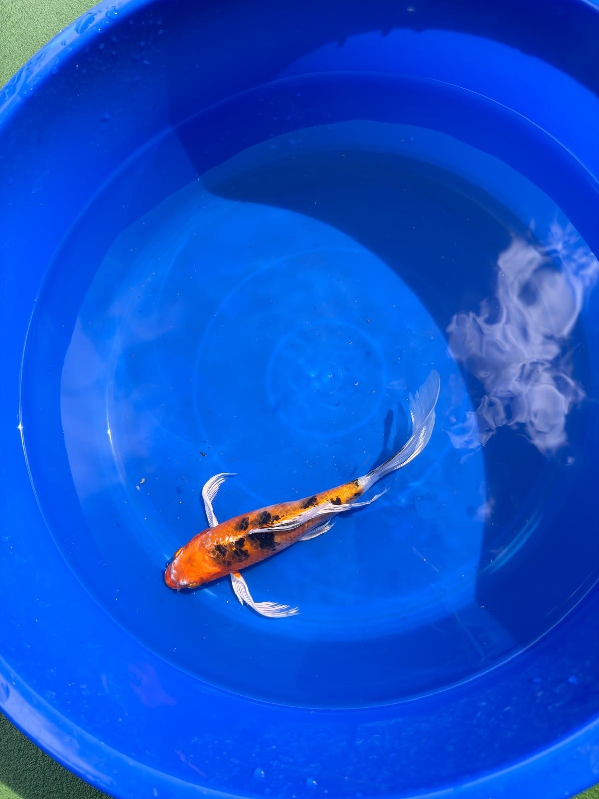 Yamato Nishiki Butterfly Koi 8"