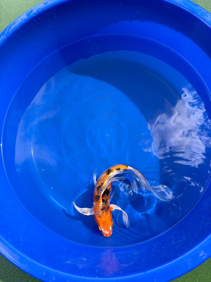Yamato Nishiki Butterfly Koi 8"