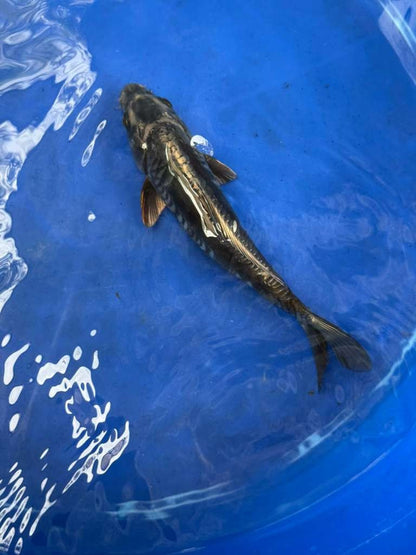 Doitsu Aragoke Koi 9 inch
