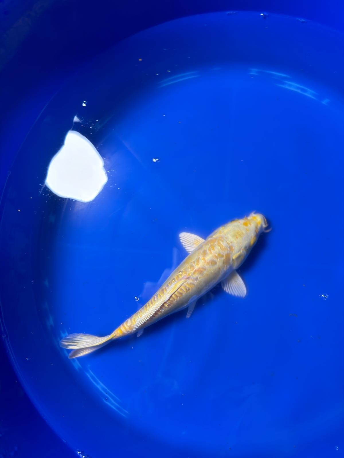 Yamabuki Hariwake Koi 10"
