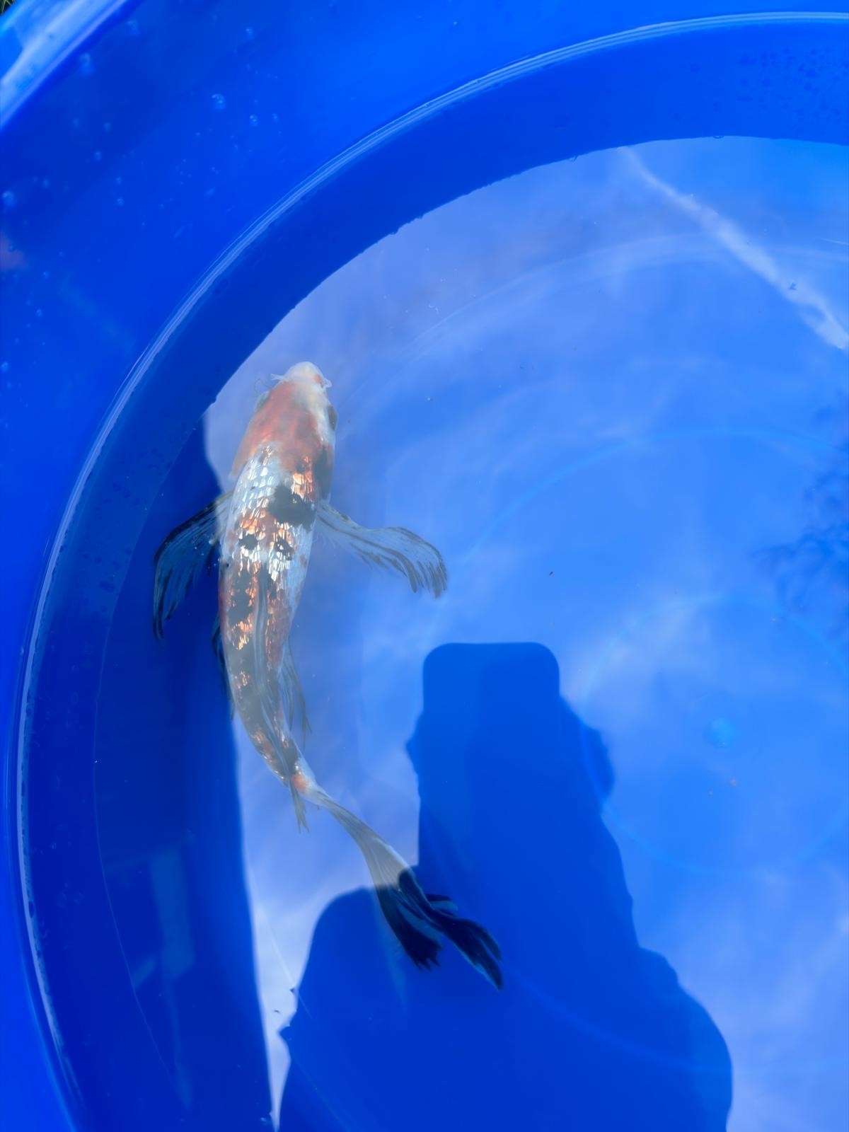 Ginrin Showa  Butterfly 9" Koi