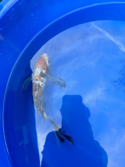 Ginrin Showa  Butterfly 9" Koi