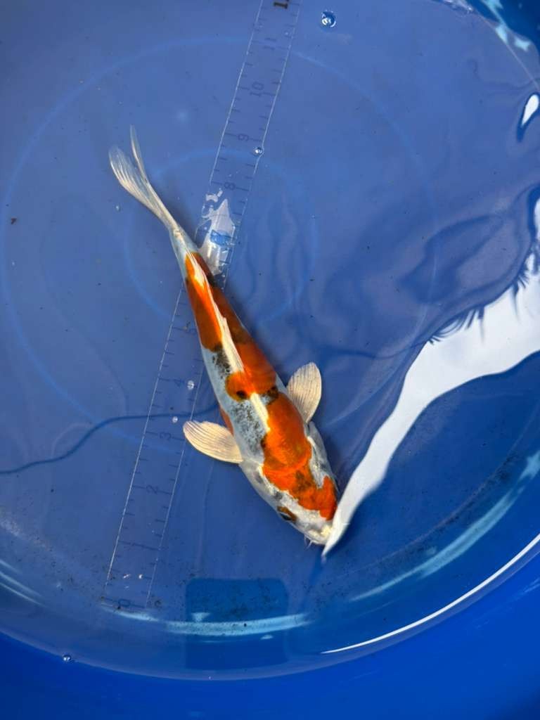 8 " Inch Doitsu Yamato Nishiki Koi