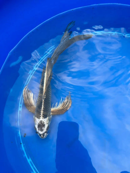 Gin Matsuba Butterfly Koi 11 Inch