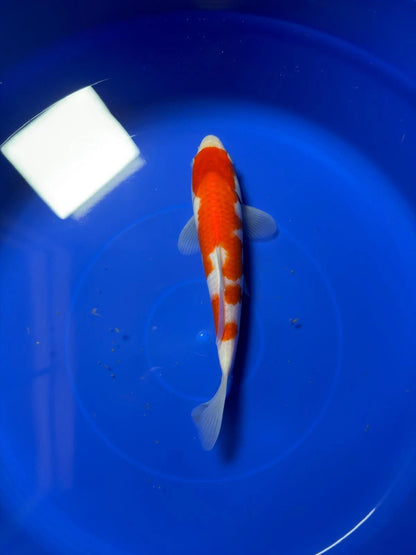 9" Kohaku Japanese Imported HQ(High Quality)