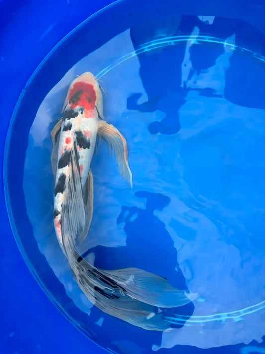 Tancho Showa Butterfly Koi 17 Inch