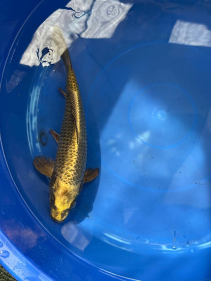 Matsuba Koi 10" D