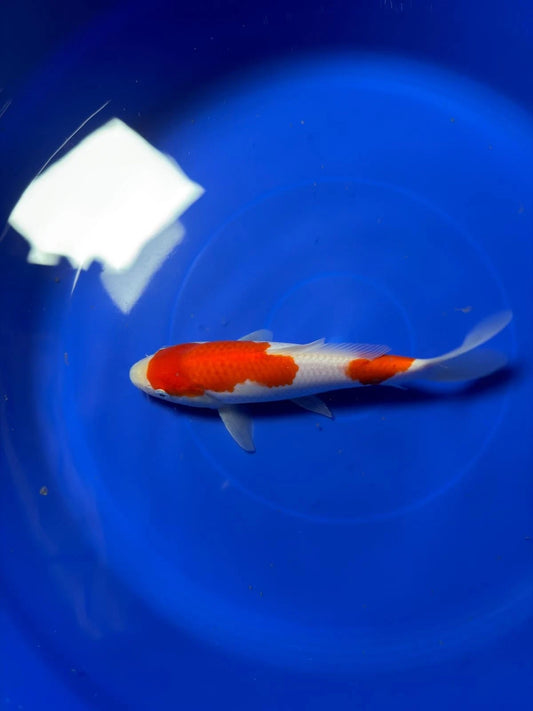 8" Kohaku Japanese Imported HQ(High Quality)
