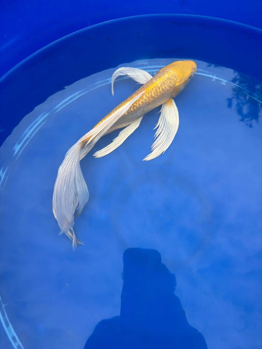 Ginrin Yamabuki Ogon Butterfly Koi 12 Inch