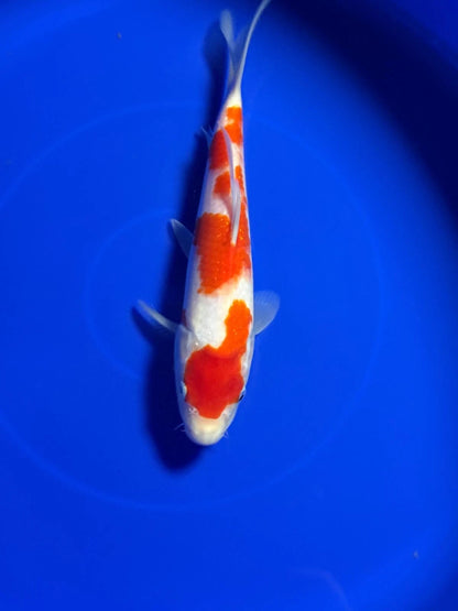 9" Kohaku Japanese Import Koi
