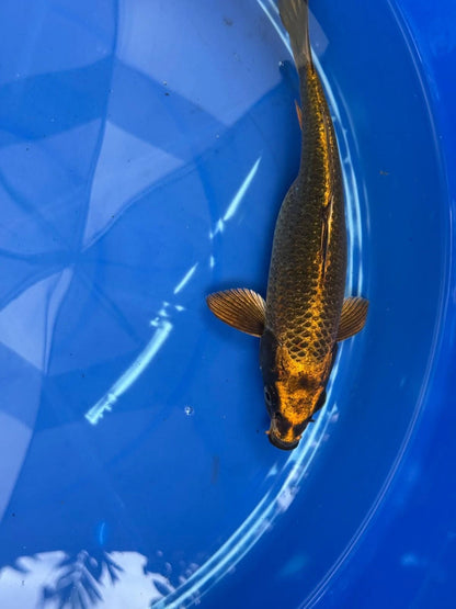 Matsuba Koi 10" GT