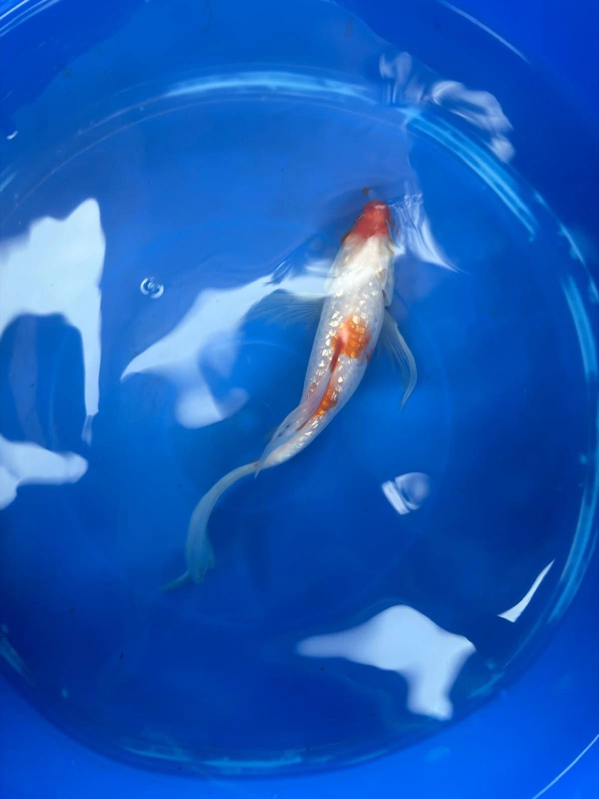 Ginrin Kohaku Butterfly Koi 8"