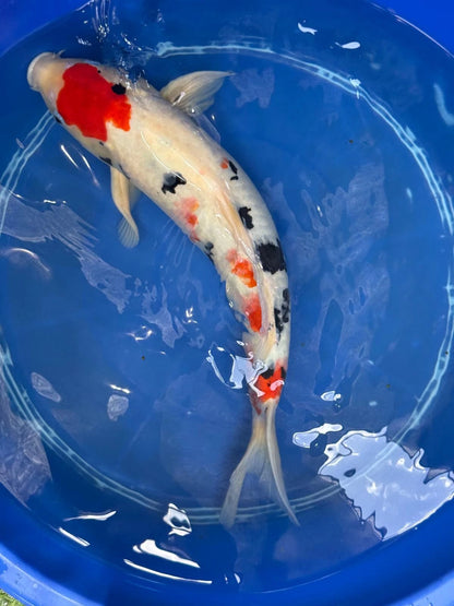 Japanese Koi Taisho Sanke 19 inch