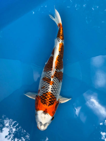 16" Kujaku Japanese Imported