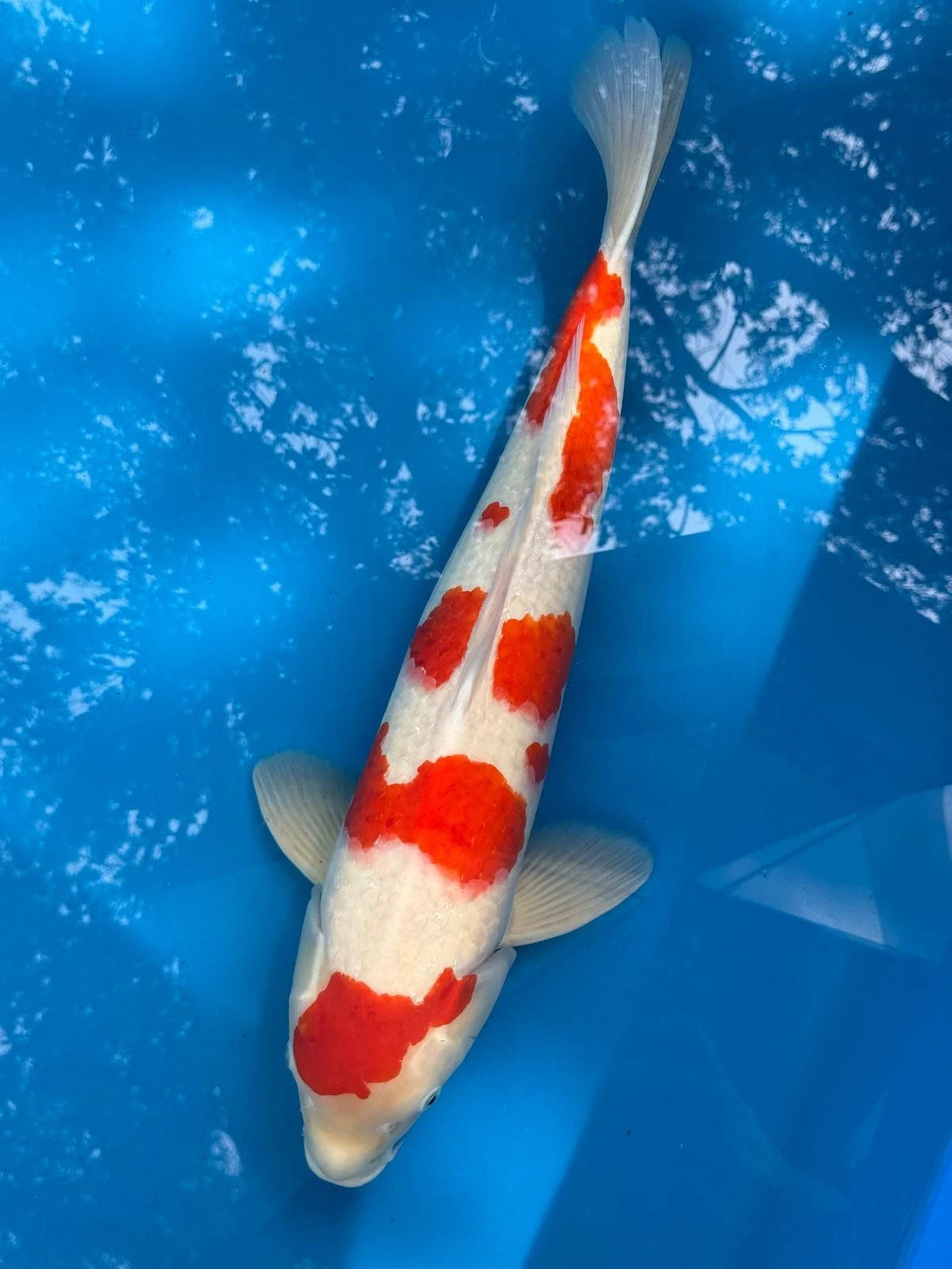 23" Kohaku Japanese Imported