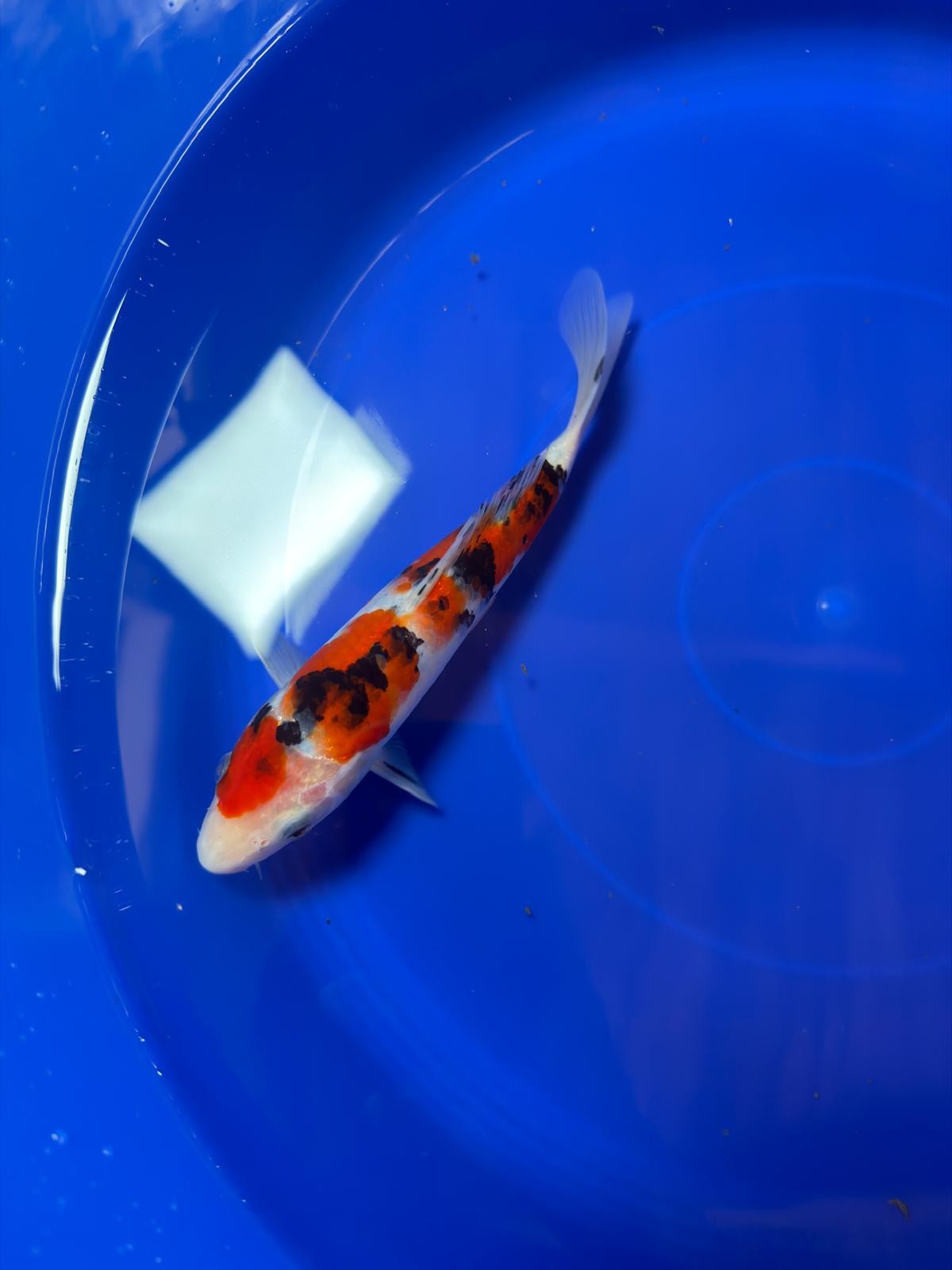8" Showa Japanese Imported (Hand Picked)