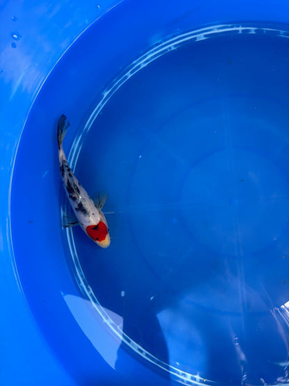 6"  Tancho Sanke Japanese Import Koi