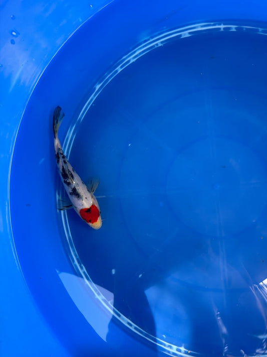 6"  Tancho Sanke Japanese Import Koi