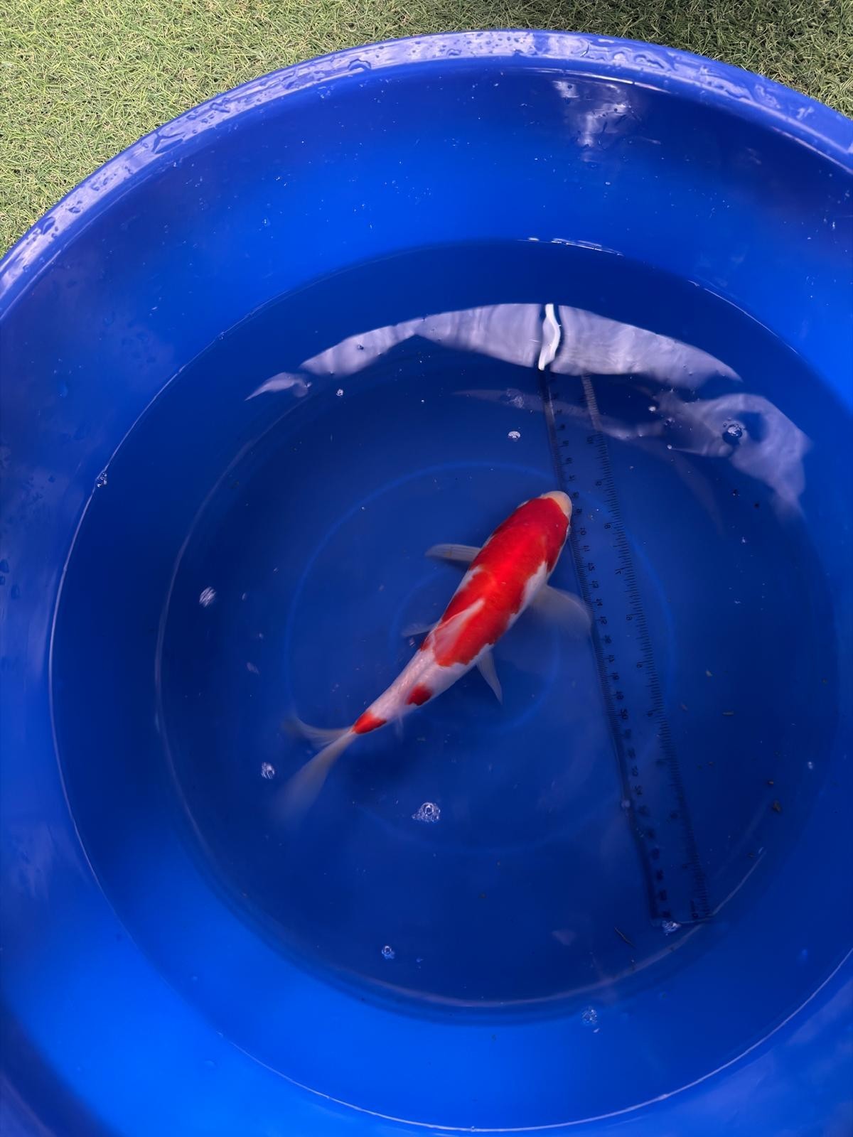9"  Kohaku Japanese Import Koi (Hand Picked) T3