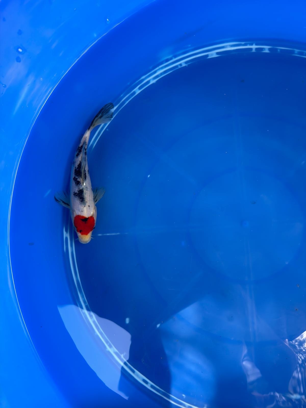 6"  Tancho Sanke Japanese Import Koi