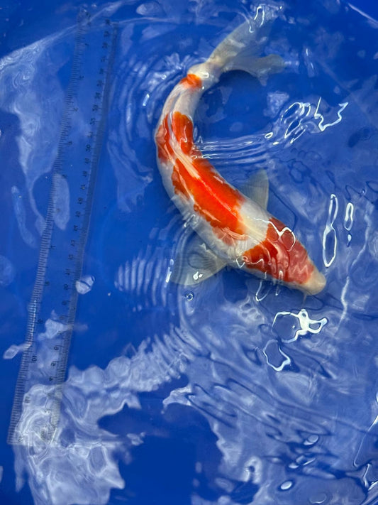 10.5 " Kohaku Japanese Imported (Hand Picked) T2
