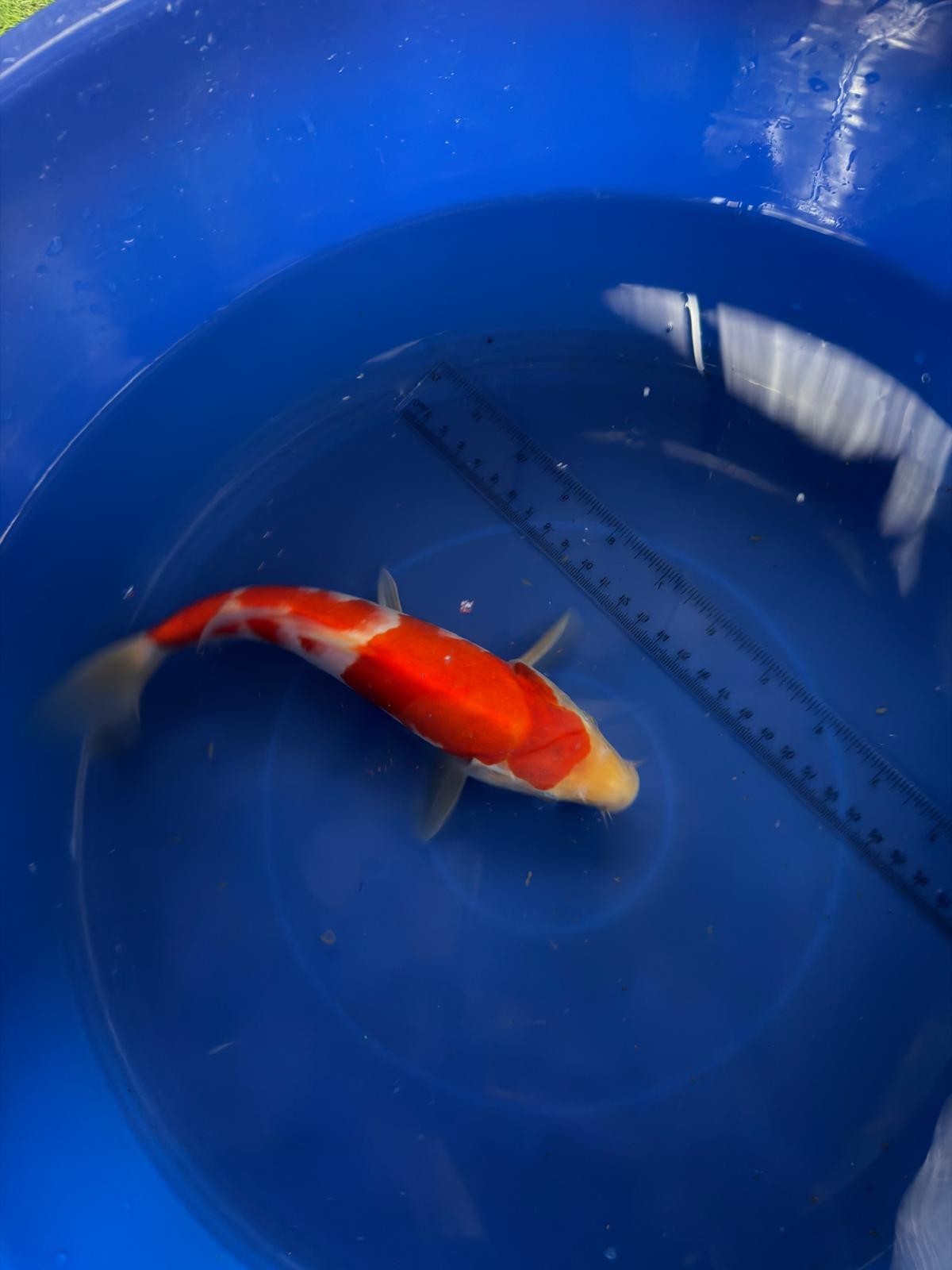 9"  Kohaku Japanese Import Koi (Hand Picked) T3