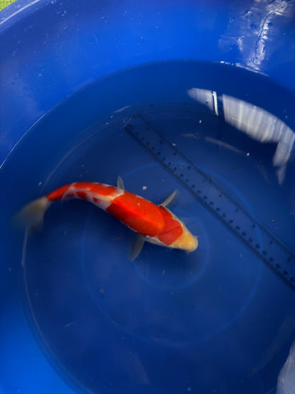 9"  Kohaku Japanese Import Koi (Hand Picked) T3