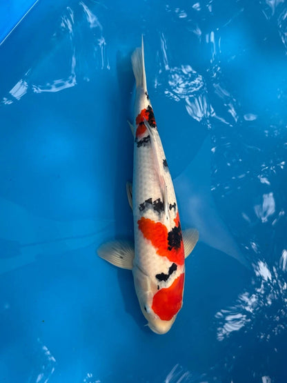 18" Sanke Japanese Imported