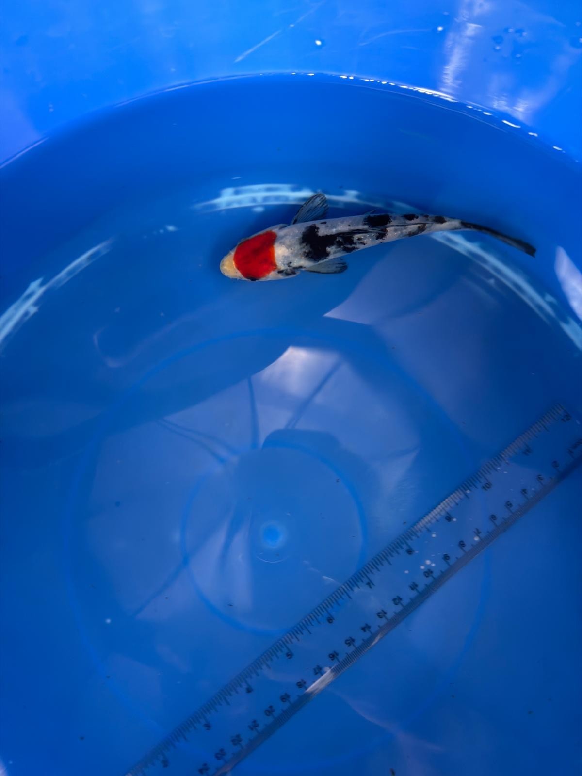 6"  Tancho Showa Japanese Import Koi (Hand Picked) T2
