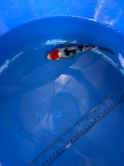 6"  Tancho Showa Japanese Import Koi (Hand Picked) T2