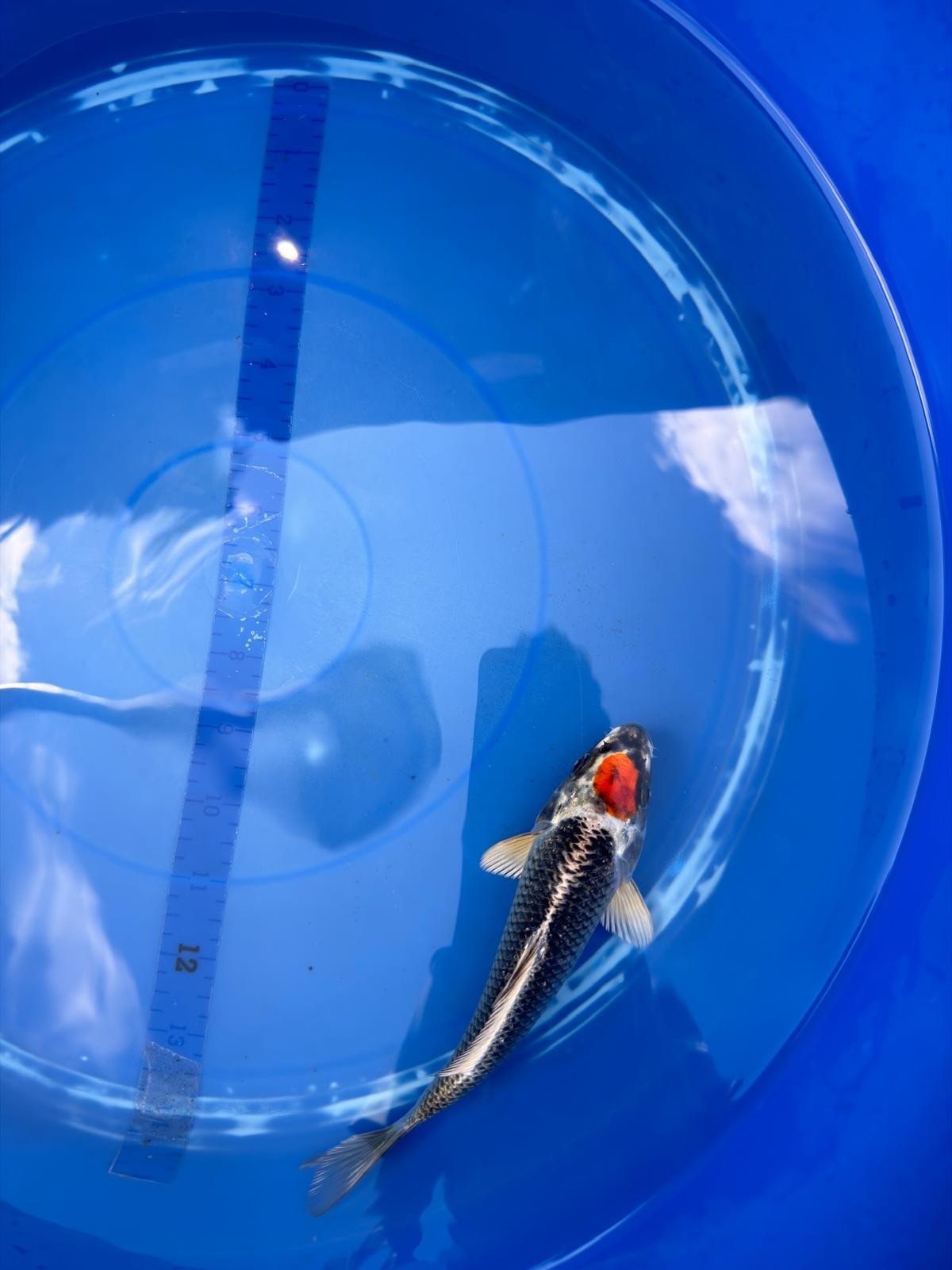 6"  Tancho Kujaku Japanese Import Koi (Hand Picked) T2