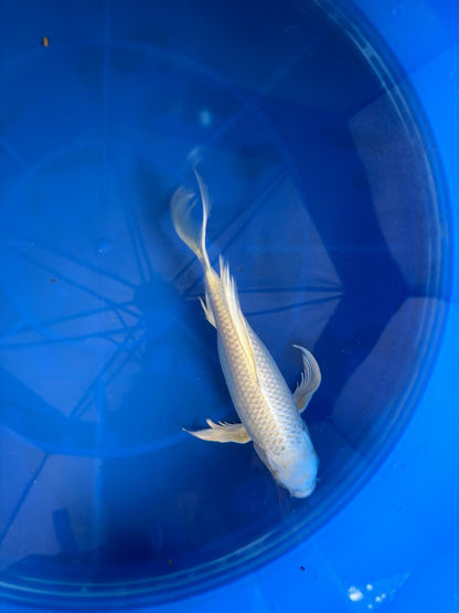 Platinum Butterfly Koi 9"