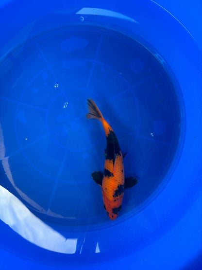 9" Hi Utsuri Japanese Imported T2