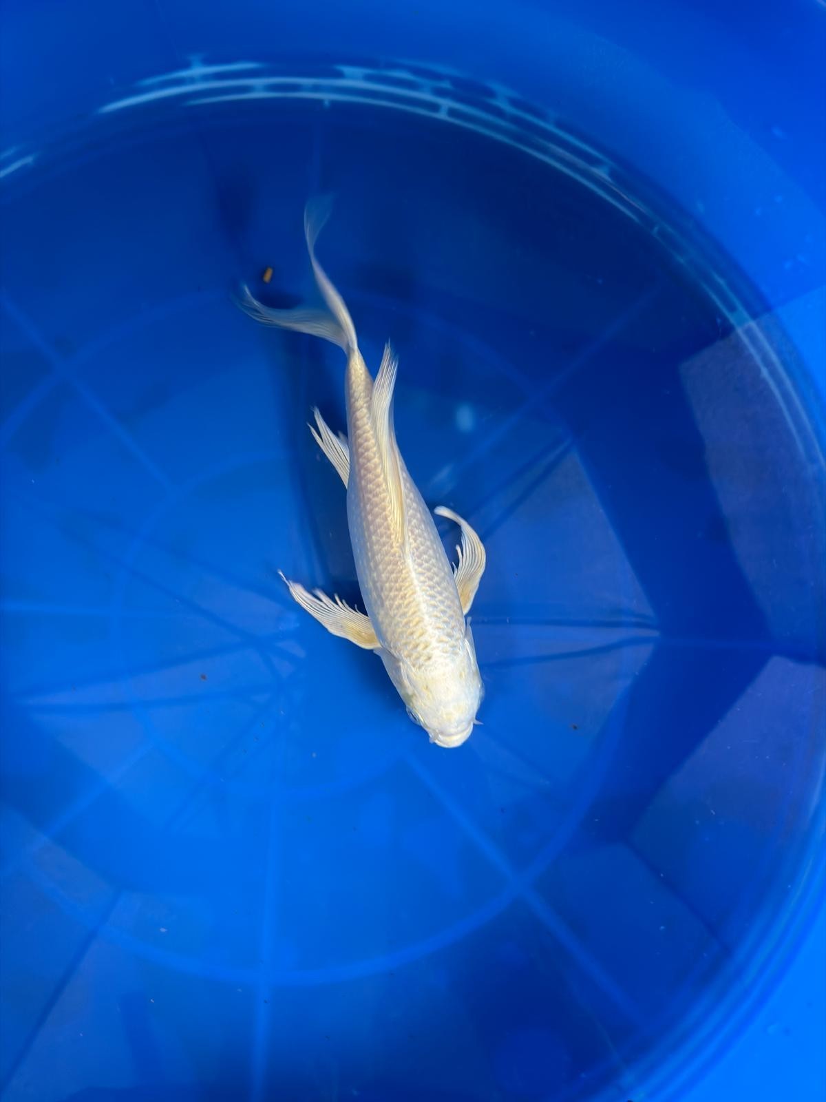 Platinum Butterfly Koi 9"