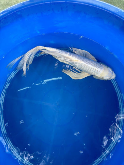 15" Platinum Butterfly Koi