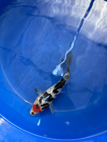 6"  Tancho Sanke Japanese Import Koi (Hand Picked)