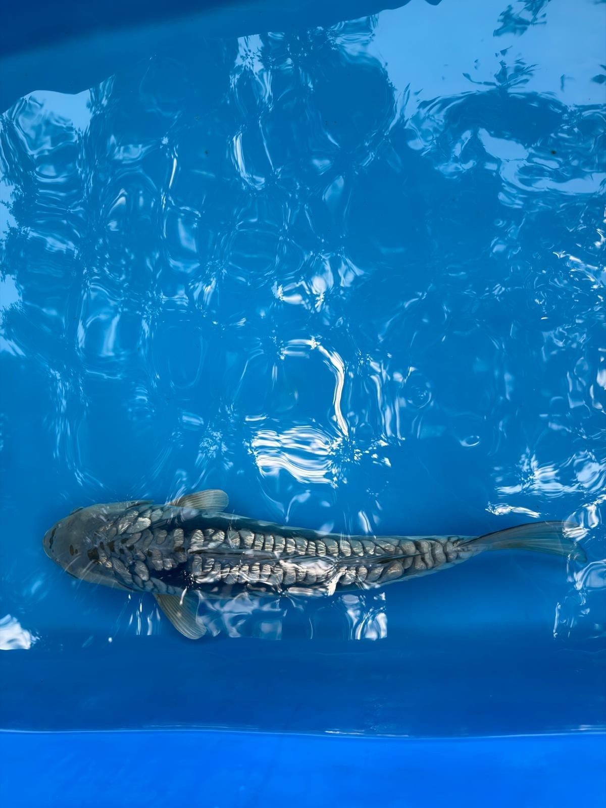 19" Ginrin Doitsu Aragoke Ochiba Japanese Imported Koi