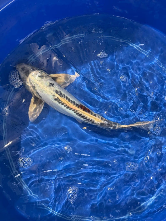 14.5"  Kikokuryu Japanese Import Koi