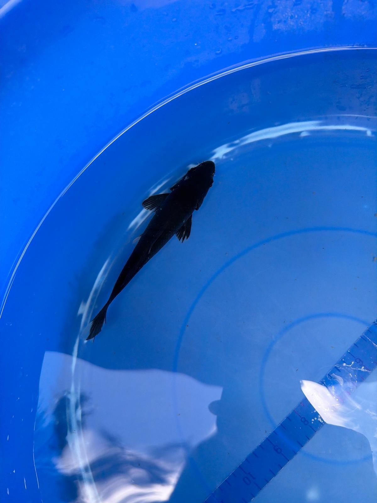 6" Karasu Goi Japanese Import Koi (Hand Picked)