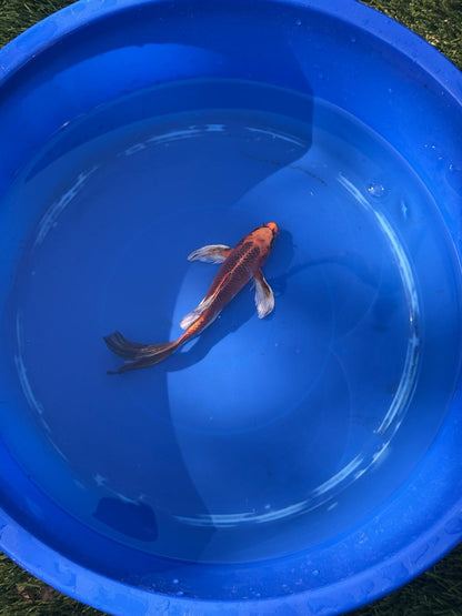 Kin Matsuba Butterfly Koi 8 Inch