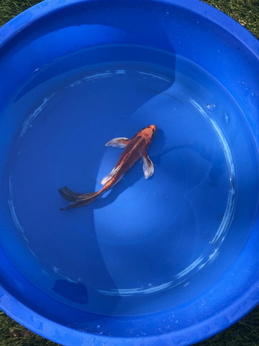 Kin Matsuba Butterfly Koi 8 Inch