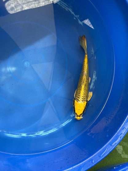 Ki Matsuba 8" Koi D