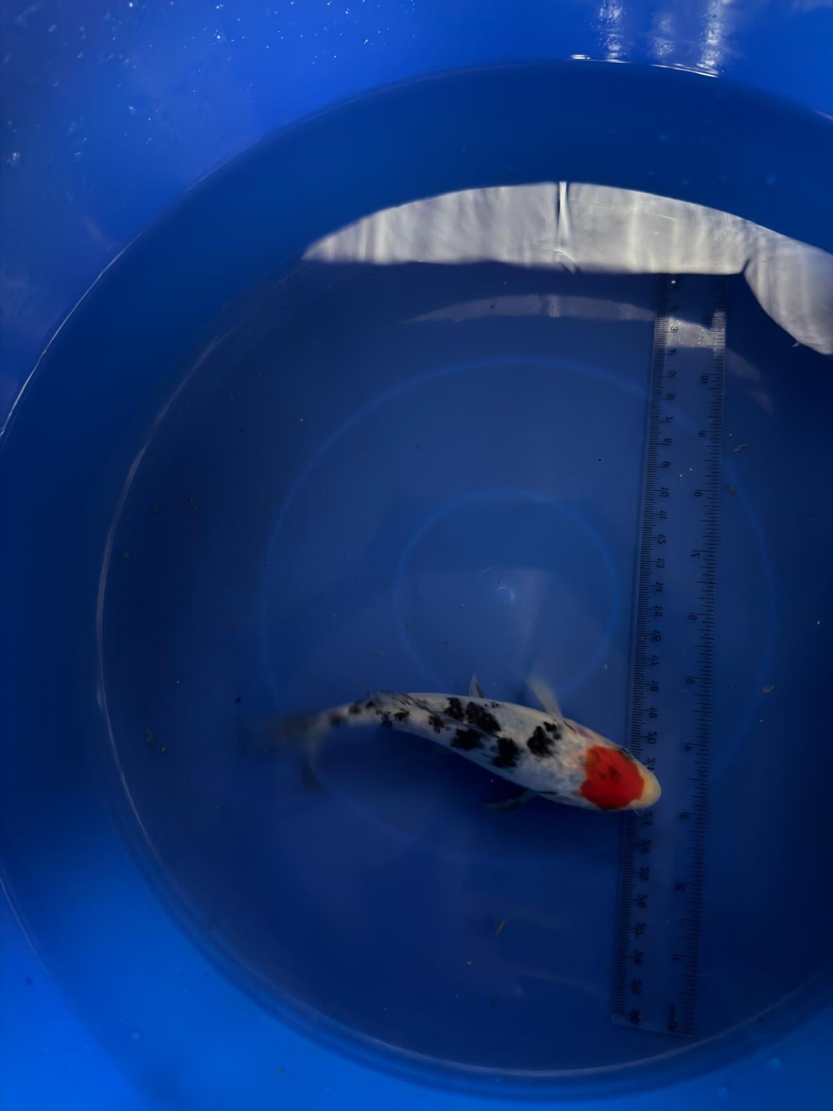 6"  Tancho Sanke Import Koi (Hand Picked) T3