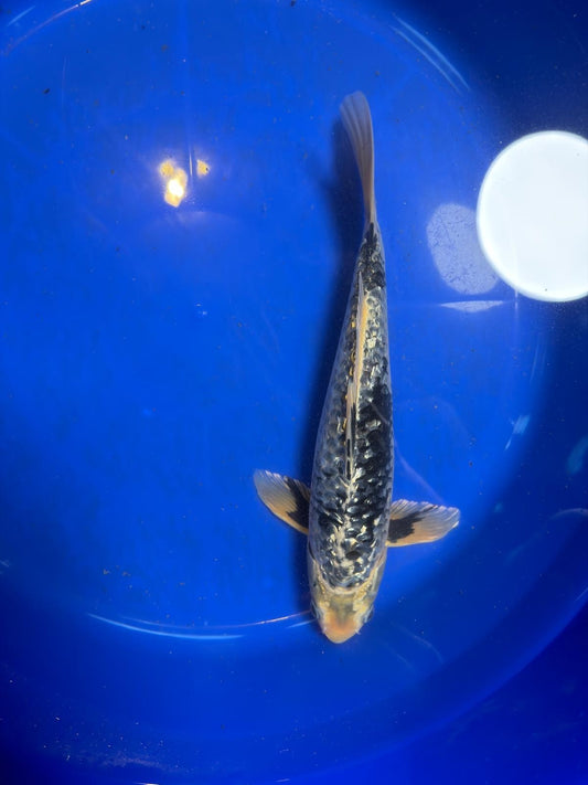 Gin Rin Matsukawabake 12 inch Koi
