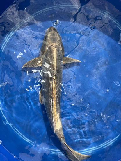 Kikokuryu Japanese Import Koi 17"